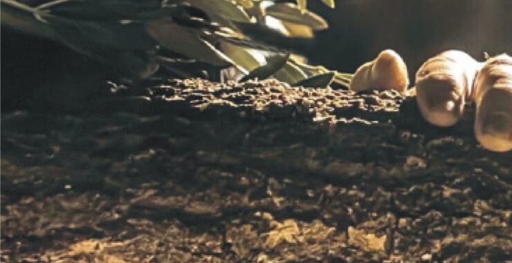 Semana Santa del Real Sitio de San Ildefonso