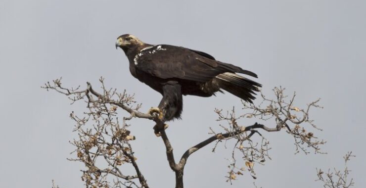 Declarado en el Real Sitio de San Ildefonso el KM 0 mundial del águila imperial ibérica y otras especies