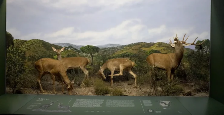 Patrimonio Nacional ha inaugurado el Museo del Patrimonio Natural en el Palacio Real de Riofrío